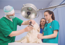 愛犬の動物病院で検査って大事。②