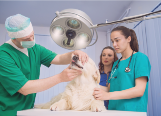 愛犬の動物病院で検査って大事。②