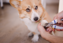 アナタだけじゃない!断固爪切り拒否の犬 犬まとめ,犬,爪切り,嫌がる,嫌い,暴れる,悩み