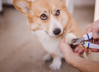 アナタだけじゃない!断固爪切り拒否の犬 犬まとめ,犬,爪切り,嫌がる,嫌い,暴れる,悩み