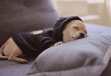 我が家のトイプーたち♡犬のナイトルーティーン 犬まとめ,犬,ナイトルーティーン,トイプー