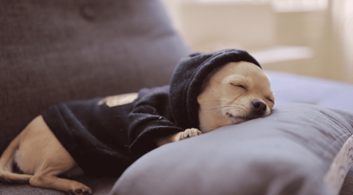 我が家のトイプーたち♡犬のナイトルーティーン 犬まとめ,犬,ナイトルーティーン,トイプー