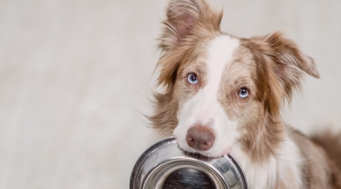 犬の食器について 犬まとめ,犬,犬用食器,素材,形